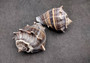 King Crown Conch Seashells Melongena Corona (2 shells approx. 2+ inches) Conch shell great for coastal crafting display & collections. Copyright 2025 SeaShellSupply.com.