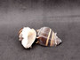 King Crown Conch Seashells Melongena Corona (2 shells approx. 2+ inches) Conch shell great for coastal crafting display & collections. Copyright 2025 SeaShellSupply.com.