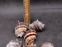 King Crown Conch Seashells Melongena Corona (2 shells approx. 2+ inches) Conch shell great for coastal crafting display & collections. Copyright 2025 SeaShellSupply.com.