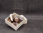 King Crown Conch Seashells Melongena Corona (2 shells approx. 2+ inches) Conch shell great for coastal crafting display & collections. Copyright 2025 SeaShellSupply.com.