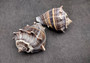 King Crown Conch Seashells Melongena Corona (2 shells approx. 2+ inches) Conch shell great for coastal crafting display & collections. Copyright 2025 SeaShellSupply.com. King Crown Conch Seashells Melongena Corona (2 shells approx. 2+ inches) Conch shell great for coastal crafting display & collections. Copyright 2025 SeaShellSupply.com.