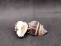 King Crown Conch Seashells Melongena Corona (2 shells approx. 2+ inches) Conch shell great for coastal crafting display & collections. Copyright 2025 SeaShellSupply.com. King Crown Conch Seashells Melongena Corona (2 shells approx. 2+ inches) Conch shell great for coastal crafting display & collections. Copyright 2025 SeaShellSupply.com.