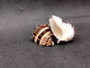 King Crown Conch Seashells Melongena Corona (2 shells approx. 2+ inches) Conch shell great for coastal crafting display & collections. Copyright 2025 SeaShellSupply.com. King Crown Conch Seashells Melongena Corona (2 shells approx. 2+ inches) Conch shell great for coastal crafting display & collections. Copyright 2025 SeaShellSupply.com.