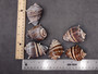 King Crown Conch Seashells Melongena Corona (2 shells approx. 2+ inches) Conch shell great for coastal crafting display & collections. Copyright 2025 SeaShellSupply.com. King Crown Conch Seashells Melongena Corona (2 shells approx. 2+ inches) Conch shell great for coastal crafting display & collections. Copyright 2025 SeaShellSupply.com.