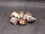 King Crown Conch Seashells Melongena Corona (2 shells approx. 2+ inches) Conch shell great for coastal crafting display & collections. Copyright 2025 SeaShellSupply.com. King Crown Conch Seashells Melongena Corona (2 shells approx. 2+ inches) Conch shell great for coastal crafting display & collections. Copyright 2025 SeaShellSupply.com.