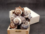 King Crown Conch Seashells Melongena Corona (2 shells approx. 2+ inches) Conch shell great for coastal crafting display & collections. Copyright 2025 SeaShellSupply.com. King Crown Conch Seashells Melongena Corona (2 shells approx. 2+ inches) Conch shell great for coastal crafting display & collections. Copyright 2025 SeaShellSupply.com.