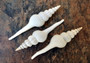 Distaff Spindle Seashells - Fusinus Colus - (3 shells approx. 4-5 inches). Multiple long spiral ribbed white shells with some pop of color at the point. Copyright 2022 SeaShellSupply.com.