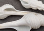 Distaff Spindle Seashells - Fusinus Colus - (3 shells approx. 4-5 inches). Multiple long spiral ribbed white shells with some pop of color at the point. Copyright 2022 SeaShellSupply.com.