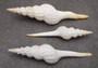 Distaff Spindle Seashells - Fusinus Colus - (3 shells approx. 4-5 inches). Multiple long spiral ribbed white shells with some pop of color at the point. Copyright 2022 SeaShellSupply.com.