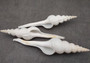 Distaff Spindle Seashells - Fusinus Colus - (3 shells approx. 4-5 inches). Multiple long spiral ribbed white shells with some pop of color at the point. Copyright 2022 SeaShellSupply.com.