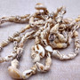 Natural Nassa Shell Leis (3 Leis Approx. .25 x 17 Inches each). Two Different assortment of shells on a necklace brown and tan grouping.Copyright 2026 SeaShellSupply.com.