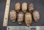 Eyed Cowrie Seashell - Cypraea Argus - (1 shell approx. 2.5-3 inches). Two shells, one showing the ribbed jagged edge of the wrapping of the shell and the other showing the outside design. Copyright 2022 SeaShellSupply.com.