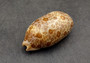 Eyed Cowrie Seashell - Cypraea Argus - (1 shell approx. 2.5-3 inches). Two shells, one showing the ribbed jagged edge of the wrapping of the shell and the other showing the outside design. Copyright 2022 SeaShellSupply.com.