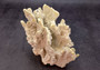 Fire Coral - Millepora Exesa - (Approx. 7-8 inches). White shell with many different layers including little ribbing and crustaceans. Copyright 2025 SeaShellSupply.com.