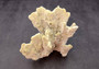 Fire Coral - Millepora Exesa - (Approx. 7-8 inches). White shell with many different layers including little ribbing and crustaceans. Copyright 2025 SeaShellSupply.com.