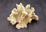 Fire Coral - Millepora Exesa - (Approx. 7-8 inches). White shell with many different layers including little ribbing and crustaceans. Copyright 2025 SeaShellSupply.com.