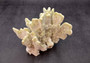 Fire Coral - Millepora Exesa - (Approx. 7-8 inches). White shell with many different layers including little ribbing and crustaceans. Copyright 2025 SeaShellSupply.com.