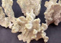 Fire Coral - Millepora Exesa - (Approx. 7-8 inches). White shell with many different layers including little ribbing and crustaceans. Copyright 2025 SeaShellSupply.com.