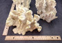Fire Coral - Millepora Exesa - (Approx. 7-8 inches). White shell with many different layers including little ribbing and crustaceans. Copyright 2025 SeaShellSupply.com.