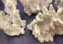 Fire Coral - Millepora Exesa - (Approx. 7-8 inches). White shell with many different layers including little ribbing and crustaceans. Copyright 2025 SeaShellSupply.com.