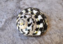 Polished West Indian Top/Magpie Seashell - Cittarium Pica - (1 shell 2-2.5 inches). Black and white spotted spiral shell with cute little opening. Copyright 2022 SeaShellSupply.com.