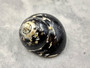 Polished West Indian Top/Magpie Seashell - Cittarium Pica - (1 shell 2-2.5 inches). Black and white spotted spiral shell with cute little opening. Copyright 2025 SeaShellSupply.com.