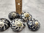 West Indian Top Polished Seashell or Magpie Striped Shell Cittarium Pica (1 shell approx. 2+ inches) Natural Sea Shell for Arts & Crafts!