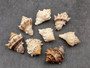 Spiny Melongena - Melongena Bispinosa - (10 shells, Approx. 1-1.5 inches). Brown and tan lined shells with ribbed textures and some spikes or pointed edges. Copyright 2024 SeaShellSupply.com.