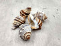 Common Crown Conch - Melongena Corona - (5 shells, approx. 1.5-2 inches). Multiple brown and white striped shells in a close gathering with a striation pattern and some little spikes. Copyright 2025 SeaShellSupply.com.