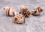 Common Crown Conch - Melongena Corona - (5 shells, approx. 1.5-2 inches). Multiple brown and white striped shells in a close gathering with a striation pattern and some little spikes. Copyright 2022 SeaShellSupply.com.