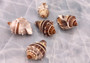 Common Crown Conch - Melongena Corona - (5 shells, approx. 1.5-2 inches). Multiple brown and white striped shells in a close gathering with a striation pattern and some little spikes. Copyright 2022 SeaShellSupply.com.