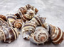 Common Crown Conch - Melongena Corona - (5 shells, approx. 1.5-2 inches). Multiple brown and white striped shells in a close gathering with a striation pattern and some little spikes. Copyright 2025 SeaShellSupply.com.
