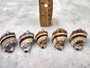 Common Crown Conch - Melongena Corona - (5 shells, approx. 1.5-2 inches). Multiple brown and white striped shells in a close gathering with a striation pattern and some little spikes. Copyright 2025 SeaShellSupply.com.