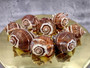 Common Crown Conch - Melongena Corona - (5 shells, approx. 1.5-2 inches). Multiple brown and white striped shells in a close gathering with a striation pattern and some little spikes. Copyright 2025 SeaShellSupply.com.