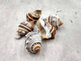 Common Crown Conch - Melongena Corona - (5 shells, approx. 1.5-2 inches). Multiple brown and white striped shells in a close gathering with a striation pattern and some little spikes. Copyright 2025 SeaShellSupply.com.