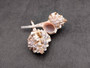 Snipe\'s Bill Murex - Murex Haustellum - (5 shells, Approx. 2.5 inches). Very pretty almost strawberry colored shells with sand coloring, wrapped tightly with long stem and some spikes. Copyright 2025 SeaShellSupply.com.