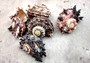 Dolphin Seashells - Delphinula - (5 shells approx. 1-2 inches). Multiple brown, white, and black dusted shells with little spikes. Copyright 2024 SeaShellSupply.com.
