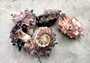 Dolphin Seashells - Delphinula - (5 shells approx. 1-2 inches). Multiple brown, white, and black dusted shells with little spikes. Copyright 2024 SeaShellSupply.com.