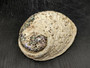 Midas South African Abalone Shell - Haliotis Midae - (1 shell, 6-6.5 inches). Tan brown colored shell with a bumpy outside but a smoother caramel inside. Copyright 2025 SeaShellSupply.com.