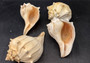 Atlantic Right Handed Whelk - Busy Carica - (1 shell, Approx. 5.5-6.5 inches). Creamy shell with wide wrapping but a longer pointed end, some spikes. Copyright 2024 SeaShellSupply.com.