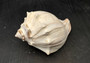 Atlantic Right Handed Whelk - Busy Carica - (1 shell, Approx. 5.5-6.5 inches). Creamy shell with wide wrapping but a longer pointed end, some spikes. Copyright 2024 SeaShellSupply.com.