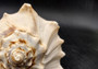 Atlantic Right Handed Whelk - Busy Carica - (1 shell, Approx. 5.5-6.5 inches). Creamy shell with wide wrapping but a longer pointed end, some spikes. Copyright 2024 SeaShellSupply.com.