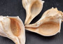 Atlantic Right Handed Whelk - Busy Carica - (1 shell, Approx. 5.5-6.5 inches). Creamy shell with wide wrapping but a longer pointed end, some spikes. Copyright 2024 SeaShellSupply.com.