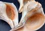Atlantic Right Handed Whelk - Busy Carica - (1 shell, Approx. 5.5-6.5 inches). Creamy shell with wide wrapping but a longer pointed end, some spikes. Copyright 2024 SeaShellSupply.com.