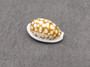 Large Sieve Cowrie - Cypraea Cribraria - (1 shell, 1-1.25 inches). Tan or caramel shell with white edges and white dots. Copyright 2024 SeaShellSupply.com.