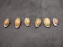 Large Sieve Cowrie - Cypraea Cribraria - (1 shell, 1-1.25 inches). Tan or caramel shell with white edges and white dots. Copyright 2024 SeaShellSupply.com.