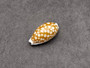 Small Sieve Cowrie - Cypraea Cribaraia - (1 shell, .75-.875 inches). Tan shell with white edges and spots along the back. Copyright 2025 SeaShellSupply.com.