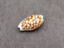 Small Sieve Cowrie - Cypraea Cribaraia - (1 shell, .75-.875 inches). Tan shell with white edges and spots along the back. Copyright 2025 SeaShellSupply.com.