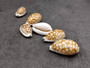 Small Sieve Cowrie - Cypraea Cribaraia - (1 shell, .75-.875 inches). Tan shell with white edges and spots along the back. Copyright 2025 SeaShellSupply.com.