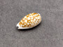 Small Sieve Cowrie - Cypraea Cribaraia - (1 shell, .75-.875 inches). Tan shell with white edges and spots along the back. Copyright 2025 SeaShellSupply.com.